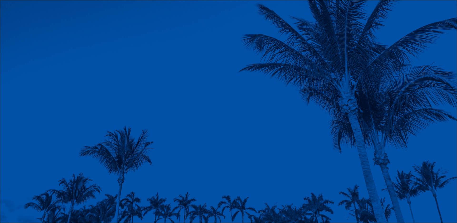 棕榈树下的天空覆盖着蓝色的色调